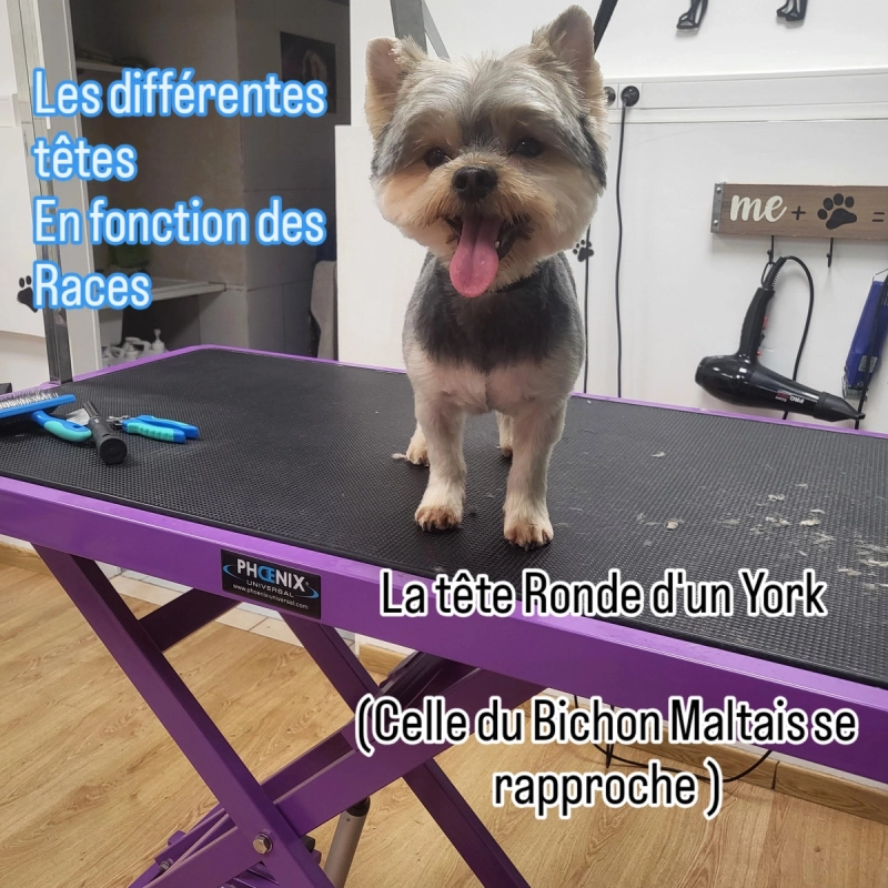 Les différentes têtes selon les races : la tête ronde du York et du Caniche