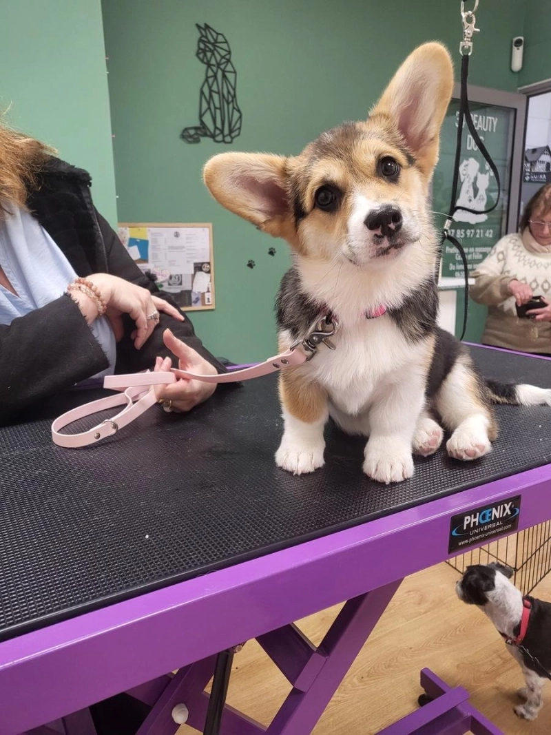 Séance de toilettage pour une jeune Welsh Corgi