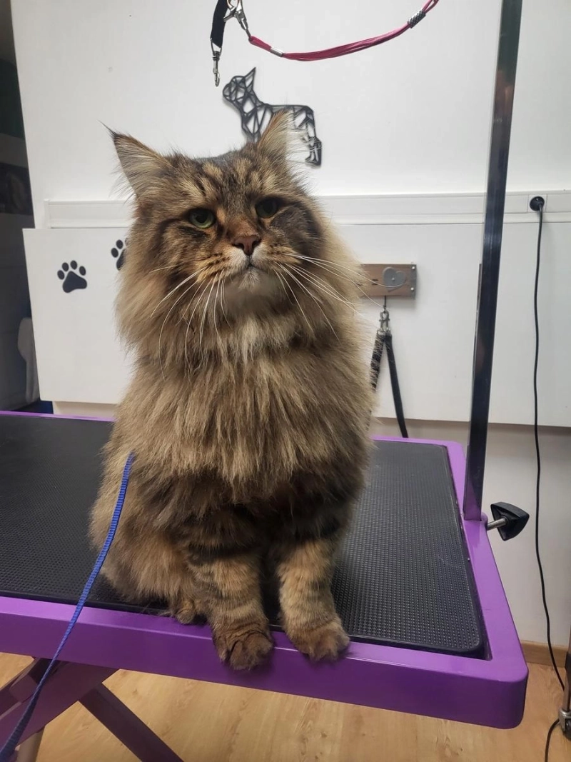 Collecte de poils de chats via Stallergenes Greer