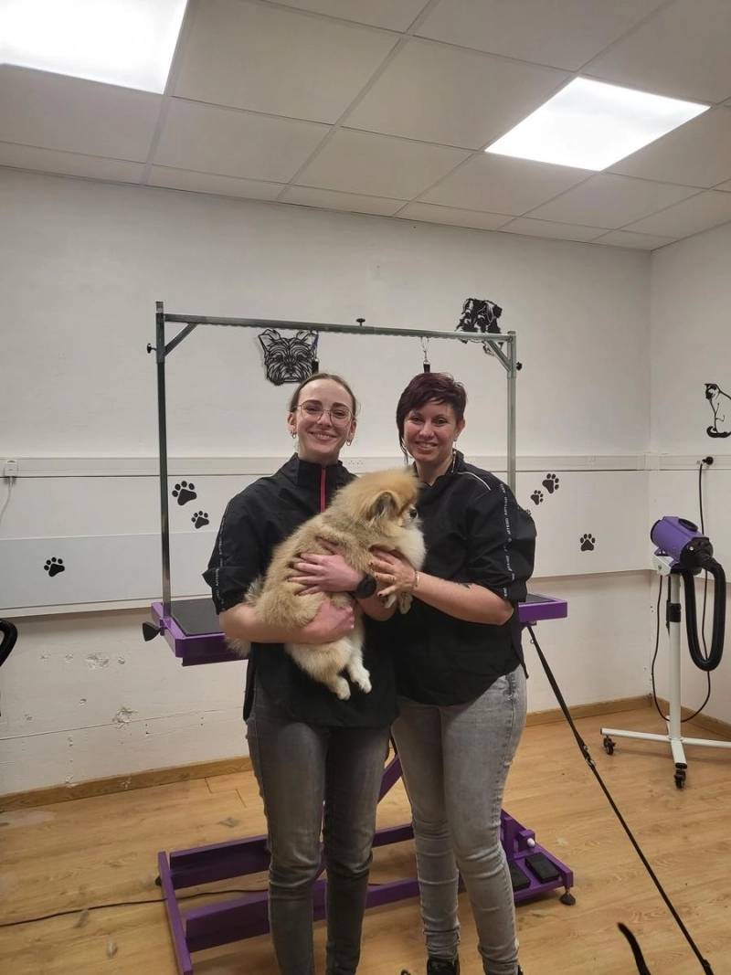 Entretenir son animal entre deux toilettages