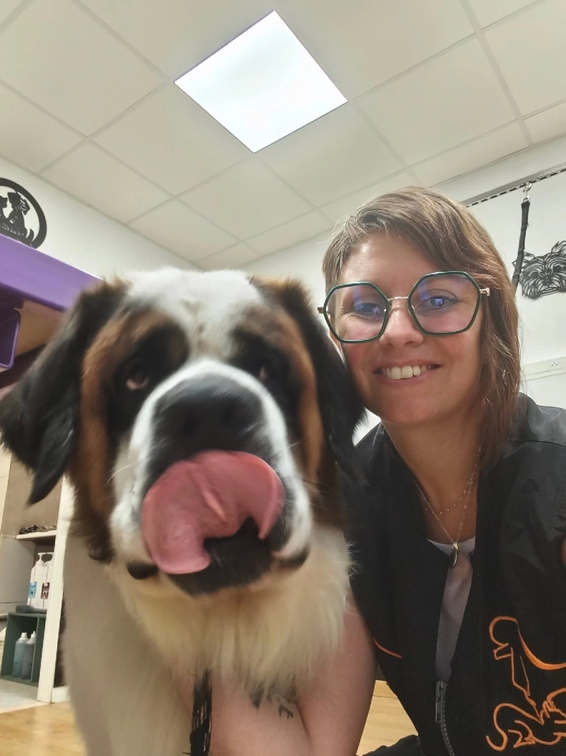 Faut-il tondre un chien à double pelage en été ?