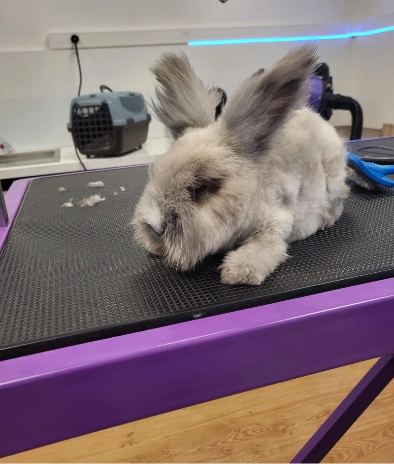 Toilettage pour lapins à Clermont-l'Hérault